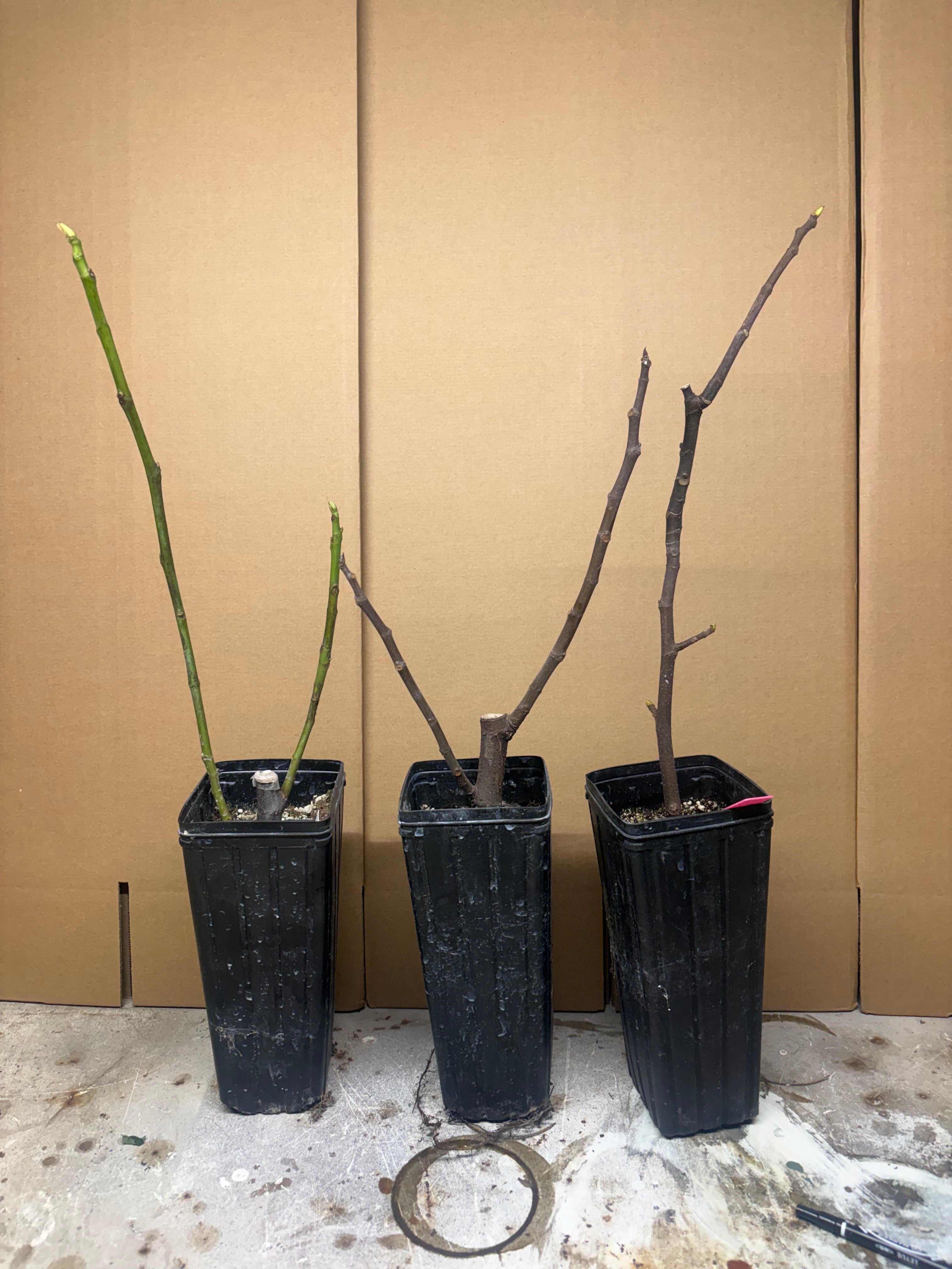 Wild #1 Caprifig – Rooted, Dormant Cutting (4 x 9” Tree Pot)