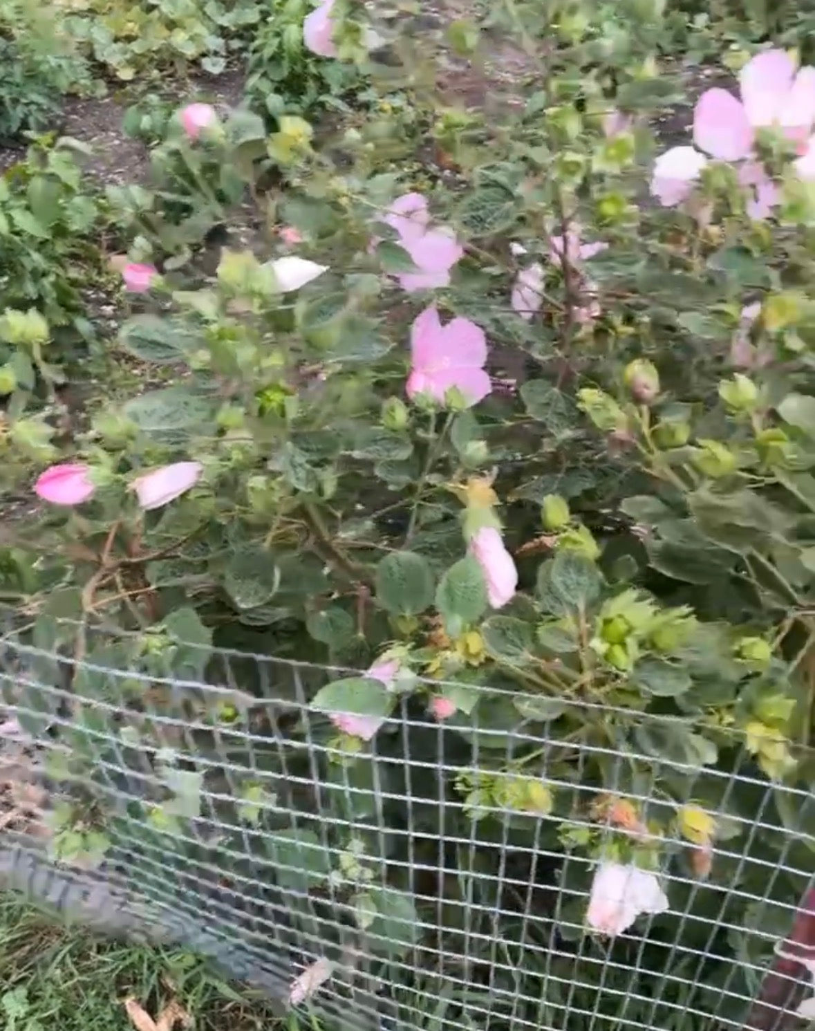 Hardy Hibiscus Seed Mix (Luna Lineage) — Large Dinner-Plate Blooms