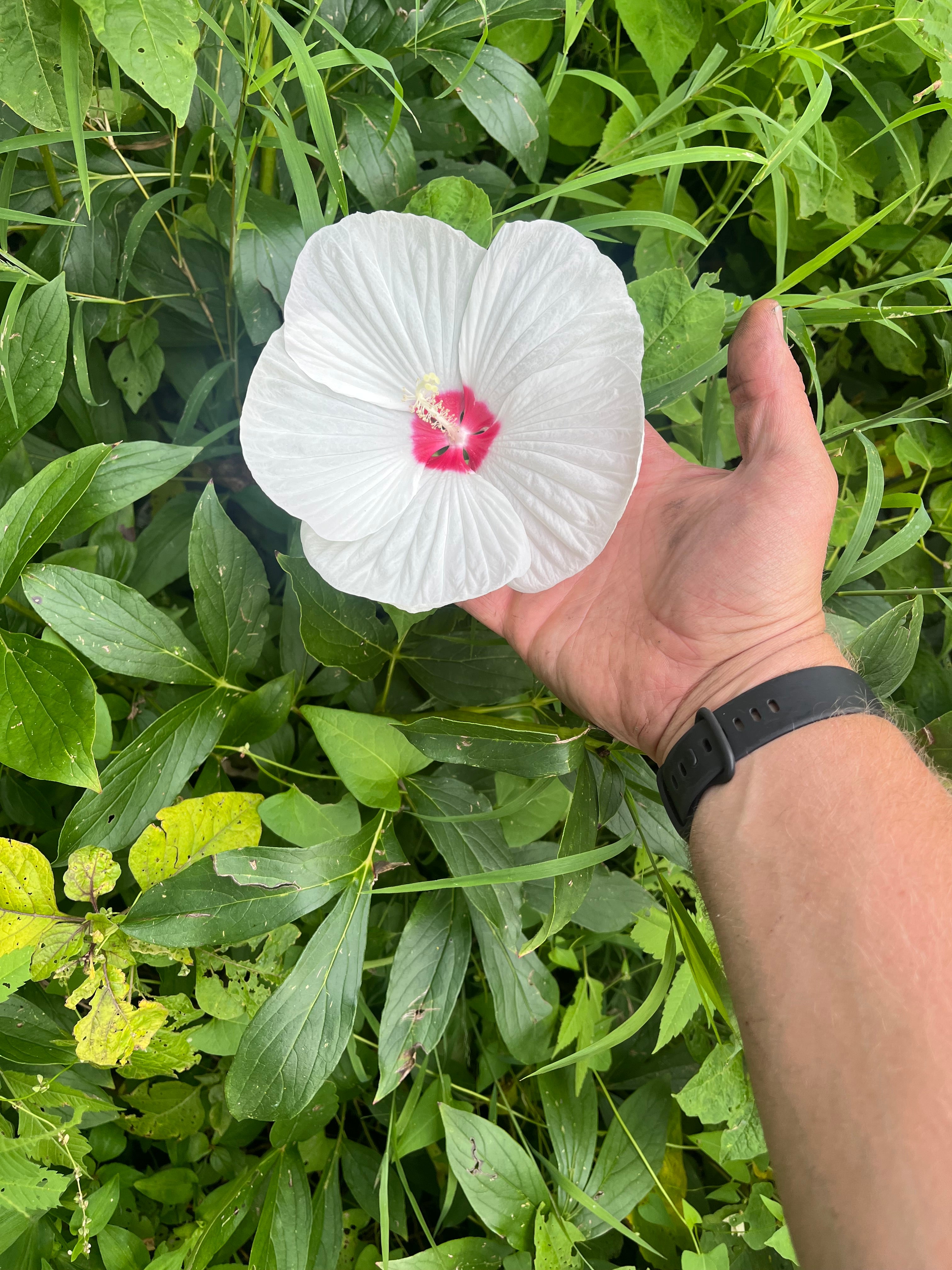 Hardy Hibiscus Seed Mix (Luna Lineage) — Large Dinner-Plate Blooms